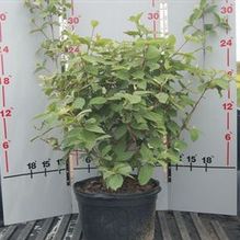 Viburnum juddi Viburnum juddi