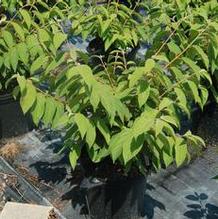 Viburnum plicatum 'Mariesii' Viburnum plicatum 'Mariesii'