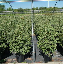 Viburnum lantana 'Mohican' Viburnum lantana 'Mohican'