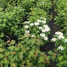 Viburnum trilobum 'Wentworth' Viburnum trilobum 'Wentworth'