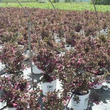 Weigela florida 'Alexandra' Weigela florida 'Alexandra'
