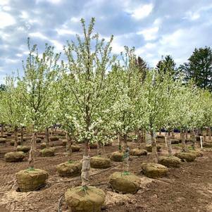 Crabapple, Red Jewel™ Crabapple, Red Jewel™
