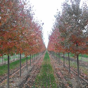 Maple, Red Sunset Maple, Red Sunset