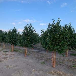 Birch, Renaissance Oasis® Birch, Renaissance Oasis®