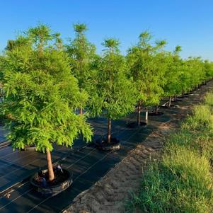 Bald Cypress, Common Bald Cypress, Common