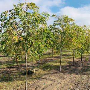 Gymnocladus dioicus 'McKBranched' DeCaf® Kentucky Coffeetree