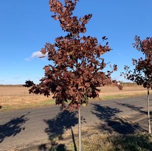 Quercus rubra Northern Red Oak 