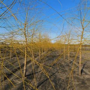 Salix alba 'Tristis' Golden Niobe Weeping Willow 