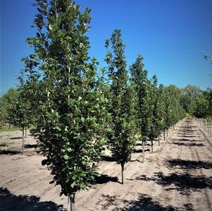 Quercus warei 'Long' Regal Prince® Oak 