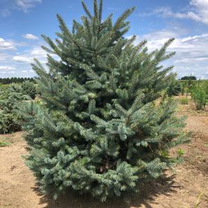 Picea pungens 'Glauca' Colorado Blue Spruce 