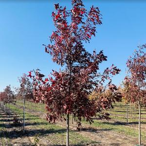Quercus coccinea Scarlet Oak 