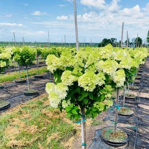 Hydrangea paniculata Limelight Hydrangea Tree Proven Winners® 