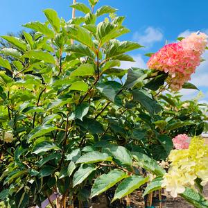 Hydrangea paniculata 'Renba' Berry White® First Editions® 