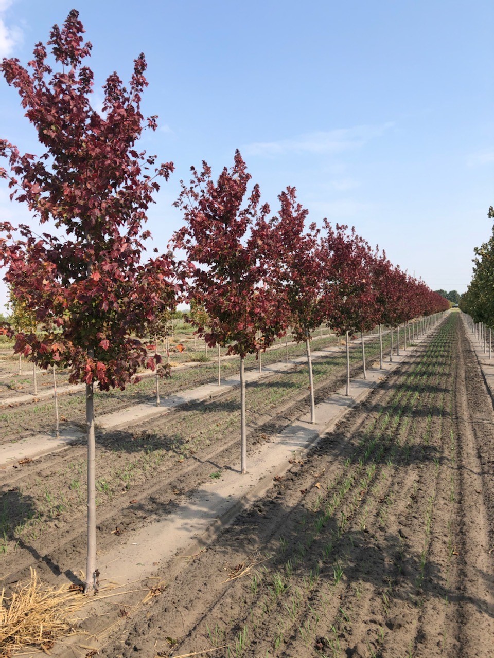 Acer rubrum 'Magnificent Magenta' Burgundy Belle® Red Maple