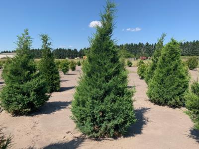 Juniperus virginiana Eastern Red Cedar 