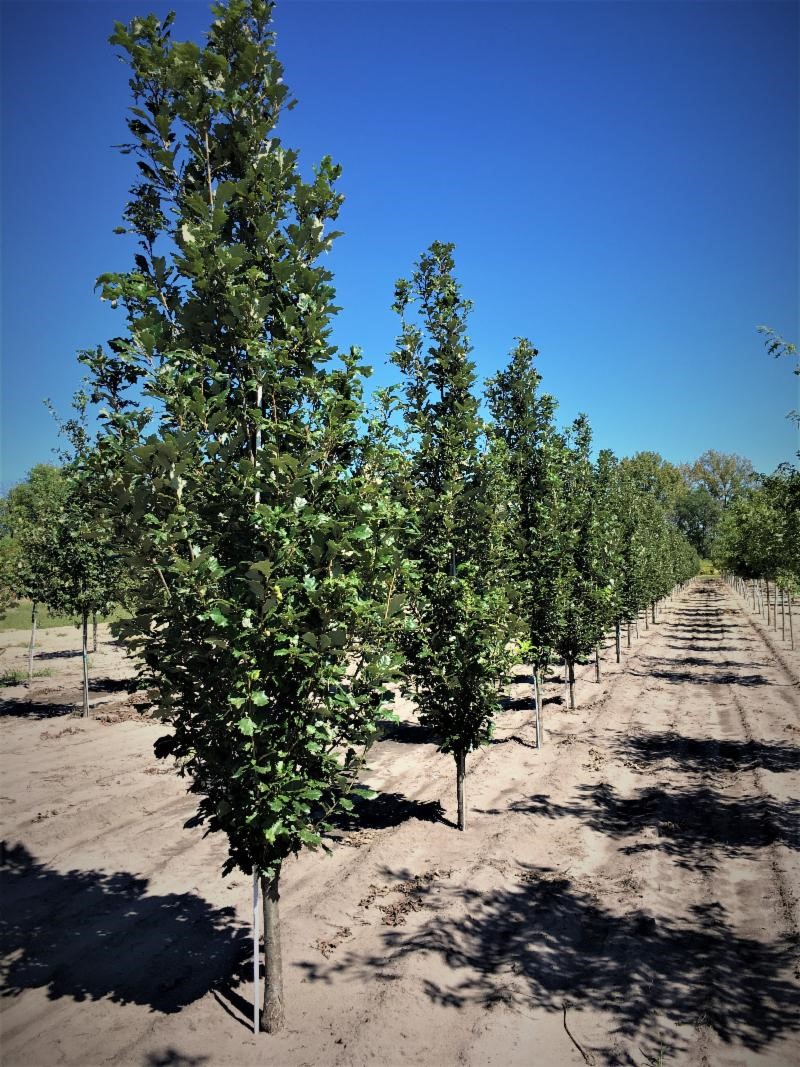 Quercus warei 'Long' Regal Prince® Oak 