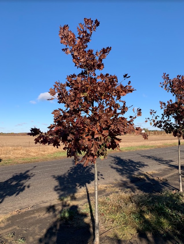 Quercus rubra Northern Red Oak 