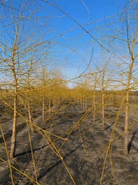 Salix alba 'Tristis' Golden Niobe Weeping Willow 