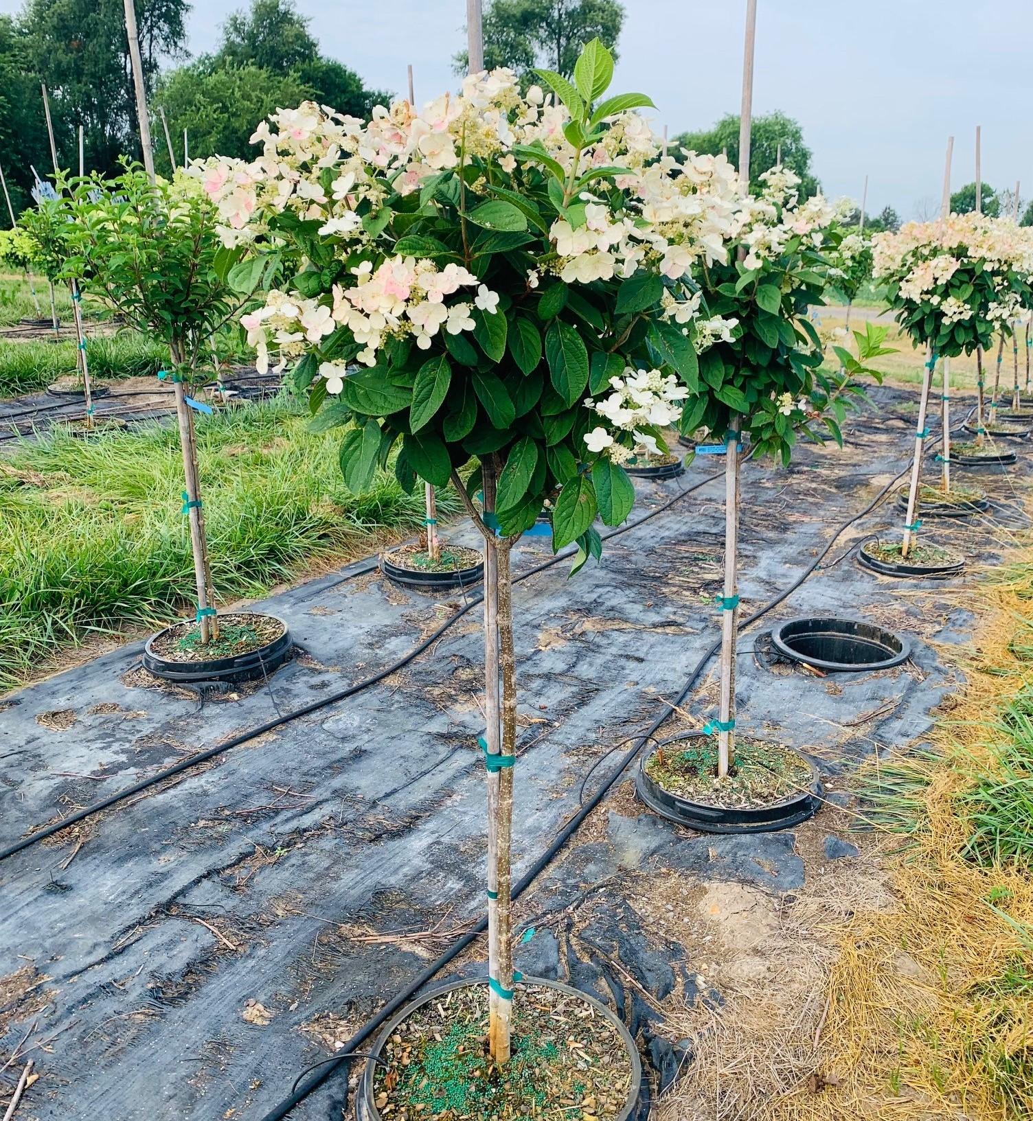 Hydrangea paniculata 'Bulk' Quick Fire® Hydrangea Tree Proven Winners® Color Choice® 