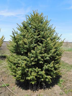Picea pungens Colorado Green Spruce 