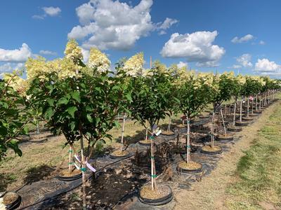 Hydrangea paniculata 'Renhy' Vanilla Strawberry™ Tree First Editions® 