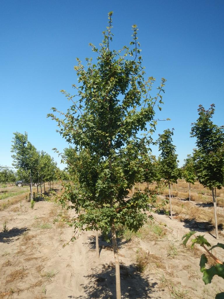 Acer campestre Hedge Maple 