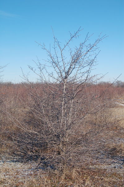 Crataegus crusgalli Cockspur Hawthorn (Thorns) 