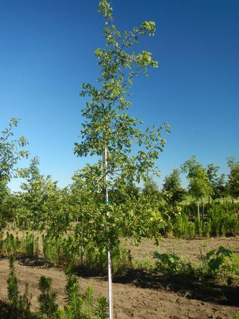 Quercus ellipsoidalis Northern Pin Oak 