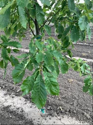 Quercus muehlenbergi Chinkapin Oak 