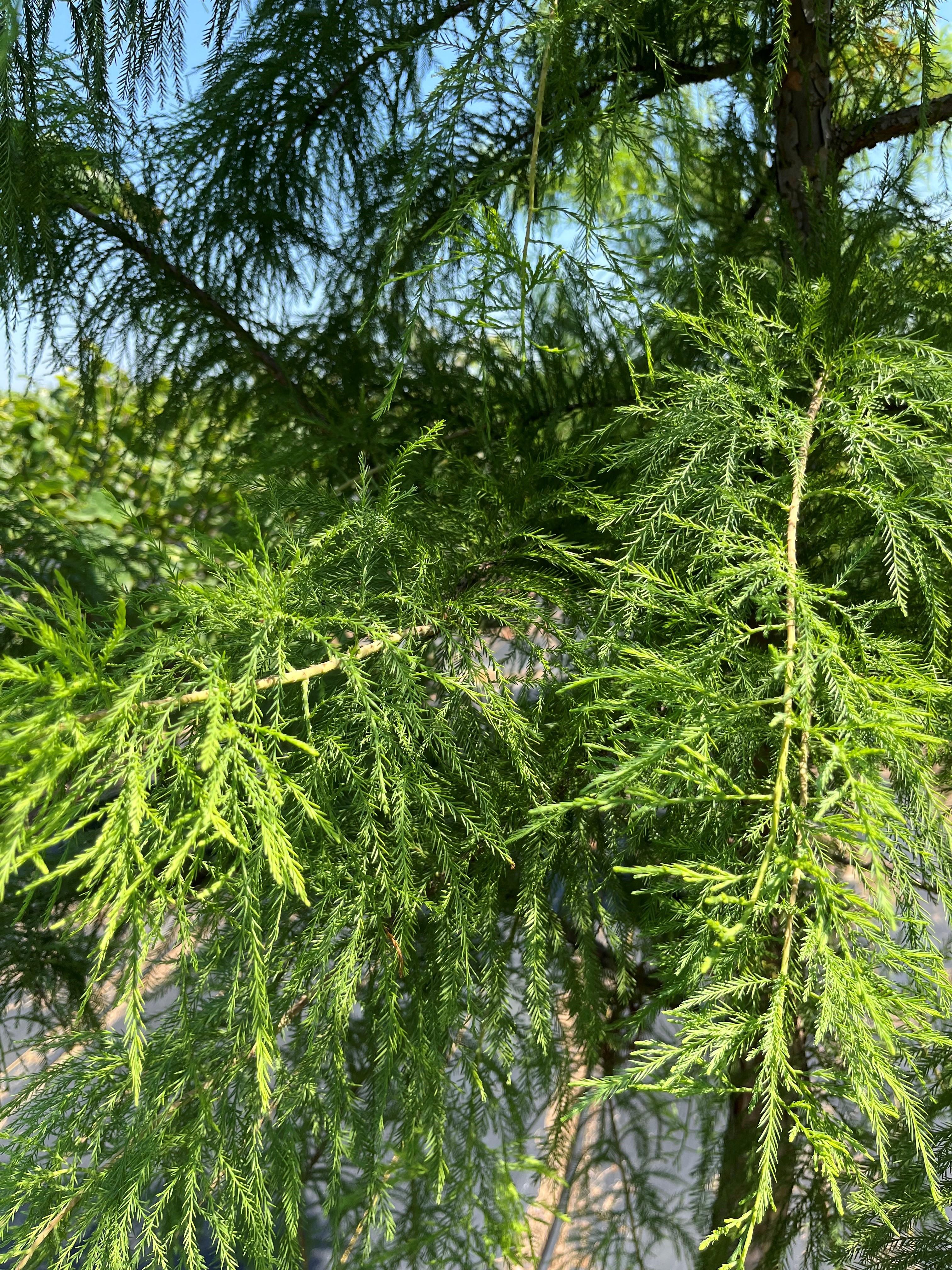 Taxodium distichum Shawnee Brave Bald Cypress 
