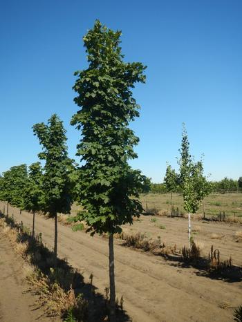 Acer platanoides 'Columnare' Columnar Norway Maple 