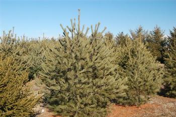 Pinus strobus Eastern White Pine 