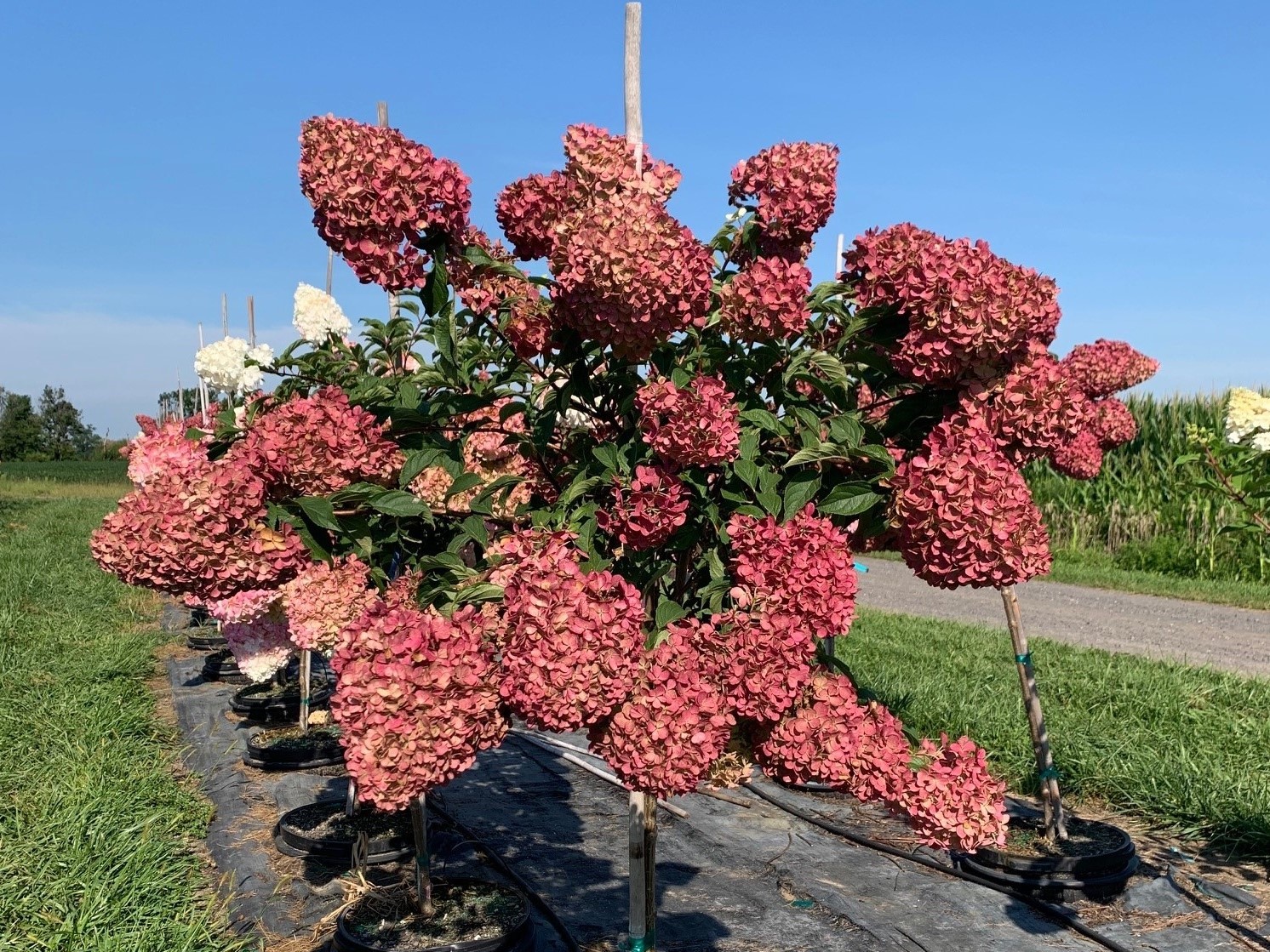 Hydrangea paniculata 'Renhy' Vanilla Strawberry™ Tree First Editions® 
