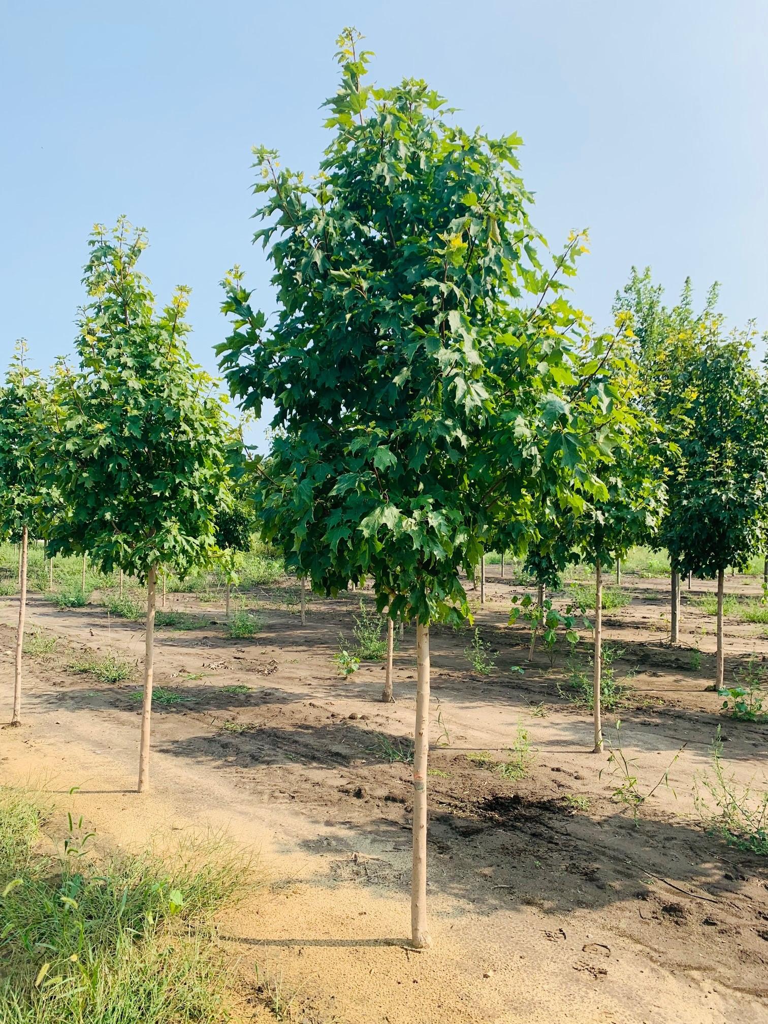 Acer saccharum 'Bailsta' Fall Fiesta® Sugar Maple 