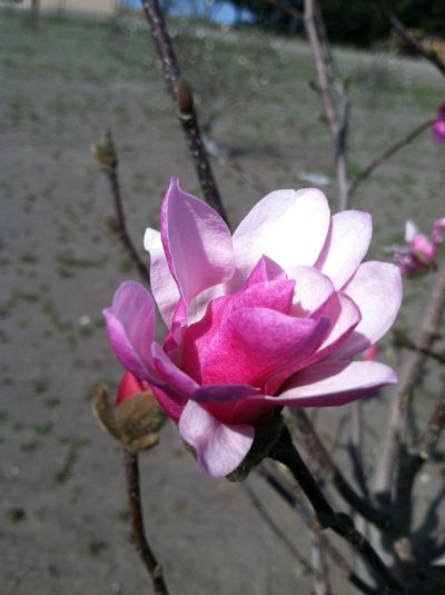 Magnolia loebneri Leonard Messel 