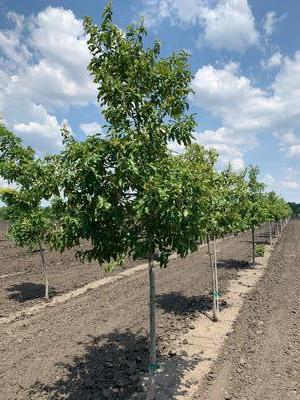 Quercus imbricaria Shingle Oak 