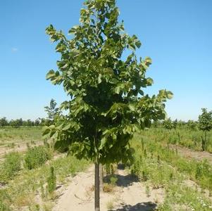 Tilia americana x euchlora Redmond Linden 