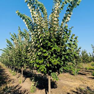 Tilia tomentosa Silver Linden 