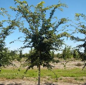 Ulmus japonica x wilsoniana 'Morton' Accolade® Elm 