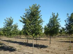 Elm, Pioneer Elm, Pioneer