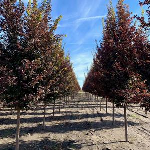 Ulmus carpinifolia v. parvifolia Frontier Elm 