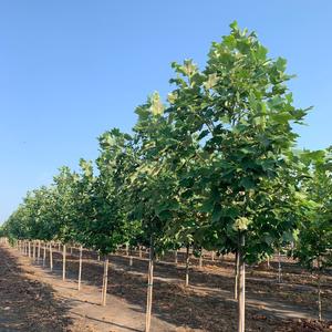 Liriodendron tulipifera Tulip Tree 