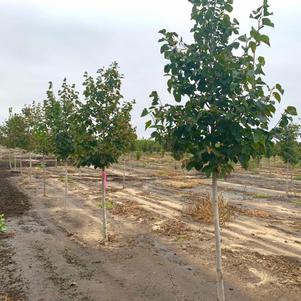 Tilia americana 'McKSentry' American Sentry® Linden 