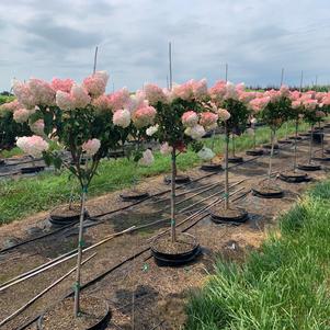 Hydrangea, Vanilla Strawberry™ Tree Form Hydrangea, Vanilla Strawberry™ Tree Form