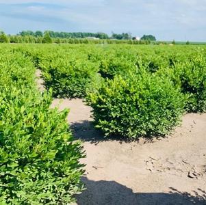 Boxwood, Green Velvet Boxwood, Green Velvet