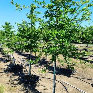 Nyssa sylvatica Black Tupelo (Blackgum) 