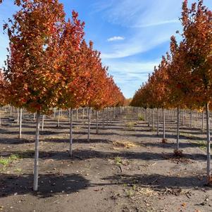 Acer rubrum 'Frank Jr.' <br> Redpointe® Red Maple JFS 