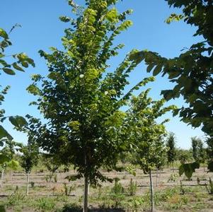 Ulmus americana New Harmony Elm 