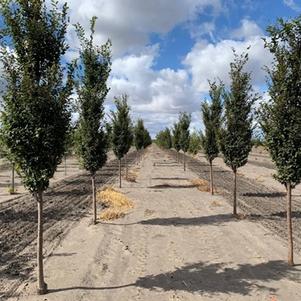 Zelkova serrata 'Musashino' 