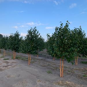 Betula papyrifera 'Oenci' Renaissance Oasis® Paper Birch 